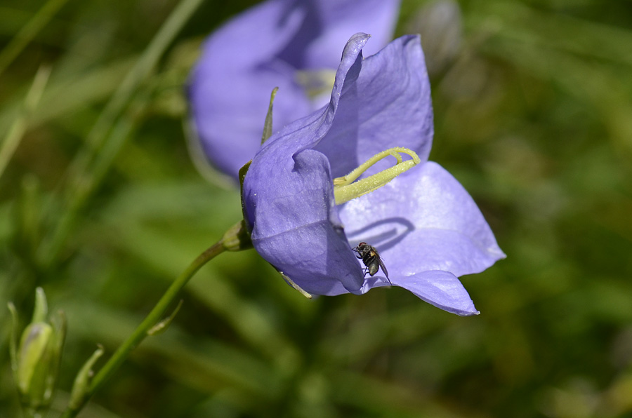 Campanula persicifolia / Campanula a foglie di pesco